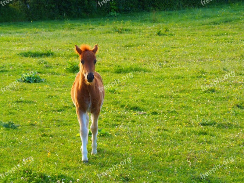 Animal Foal Horse Nature Field