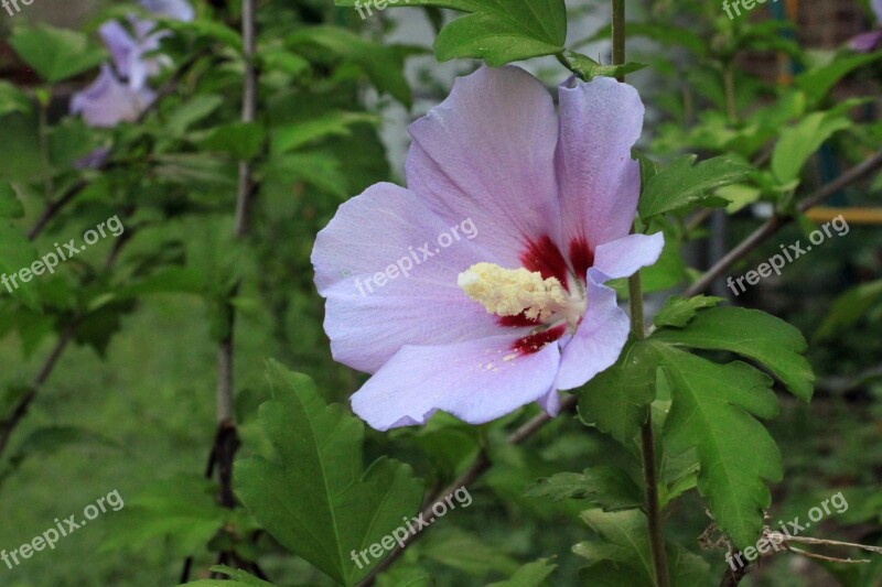 Rose Sharon Rose Of Sharon Leaves Green Leaves