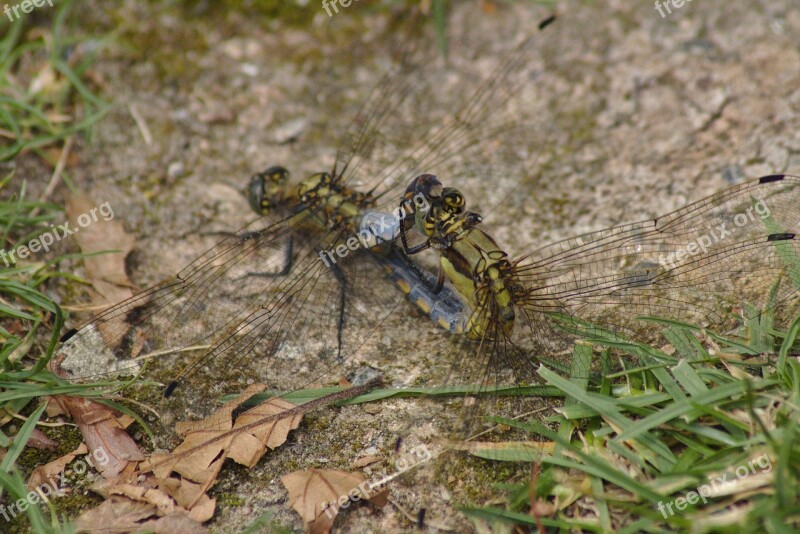 Dragonfly Sex Insect Creature Meadow