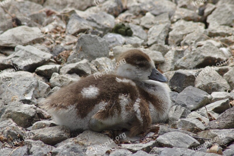 Goose Chicks Goslings Bird Animal