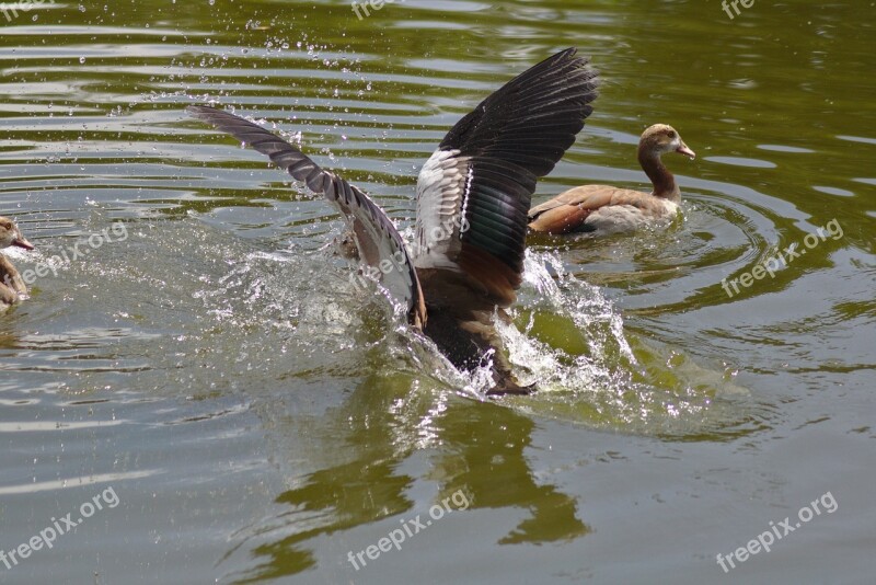 Goose Wing Land Flying Plumage