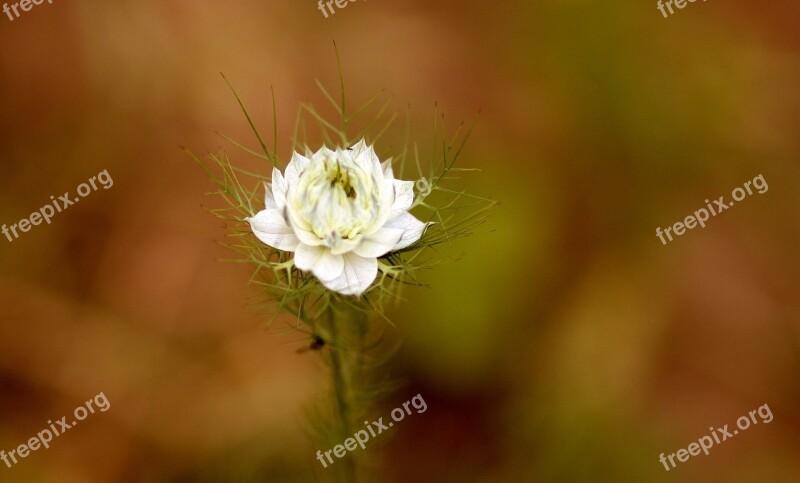 Cornflower Flower White Supplies Plant