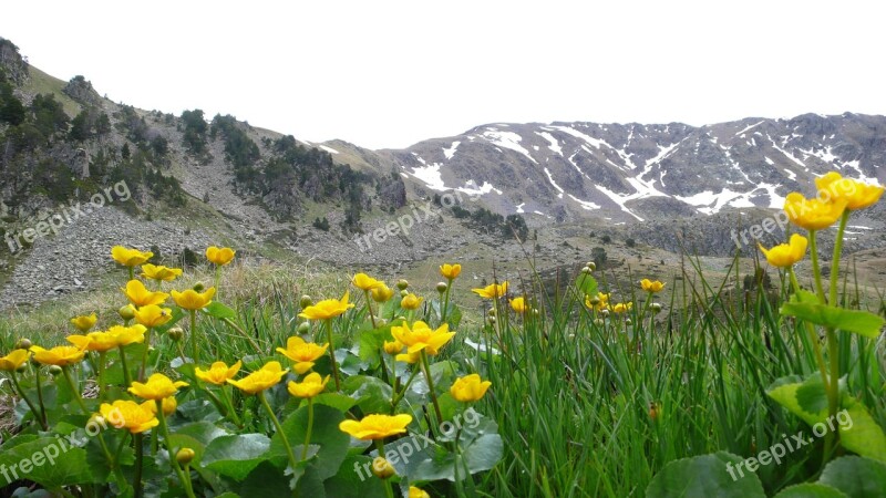 Andorra Flowers Mountains Holiday Pyrenees