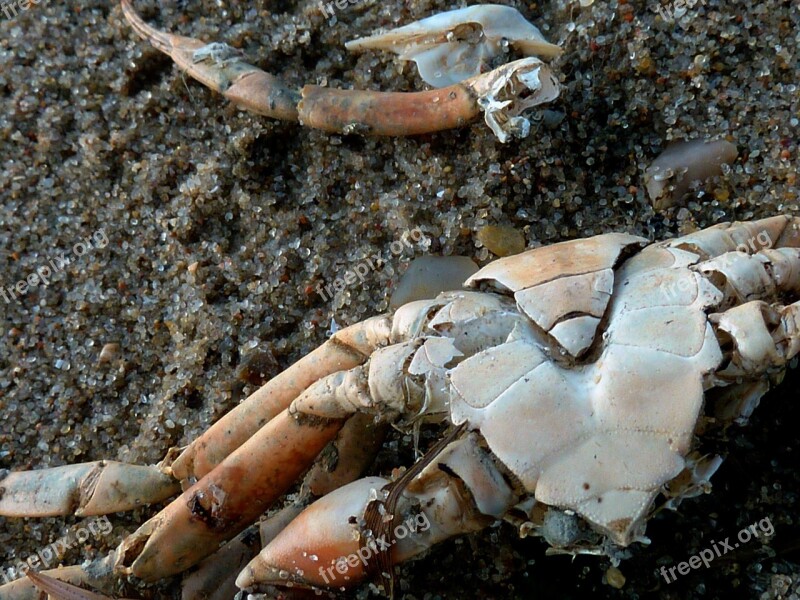 Cancer Panzer Cancer Shellfish Pliers Crab