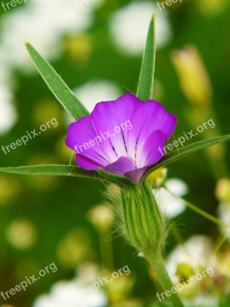 Corn Cockle Flower Meadow Wild Flower Blossom Bloom