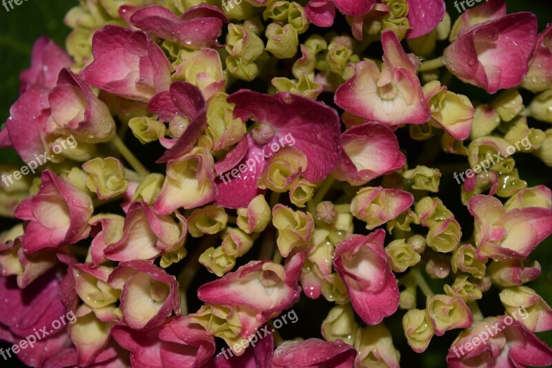 Hydrangea Close Up Background Blossom Bloom