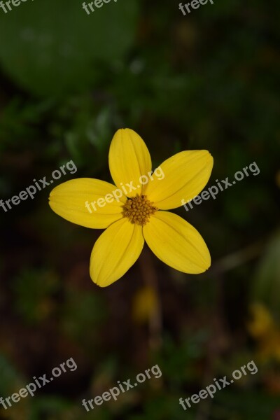 Gold Marie Bidens Ferulifolia Goldweizahn Five-leaved Flowers