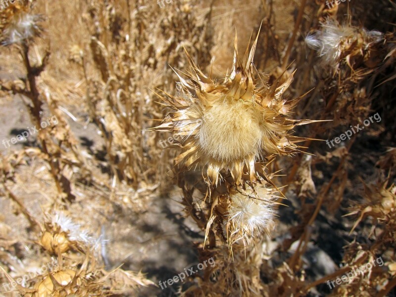 Thistle Nature Hill Thorny Plant Wildlife