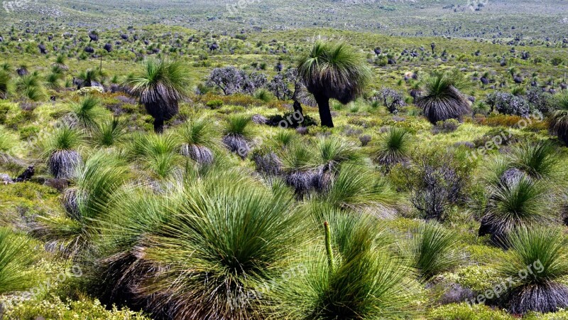 Grass Trees Australia Do Not Incinerate Slow Growth Free Photos