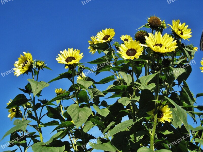 Garden Sunflowers Blue Sky Flowers Full Bloom Sunflower