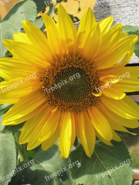 Sunflower Flower Of Summer Bright Yellow Flower Blossom