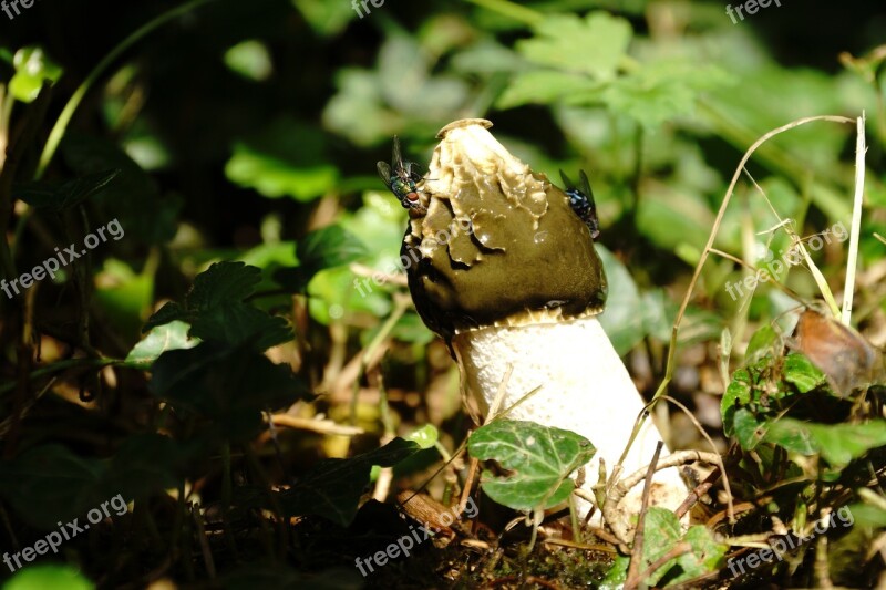 Stinkmorchel Mushroom Fly Stench Stink