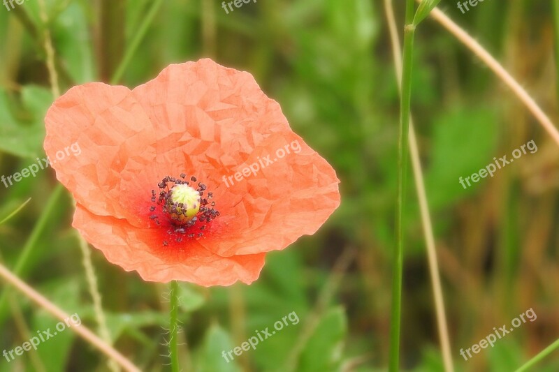 Poppy Red Poppy Blossom Bloom Klatschmohn