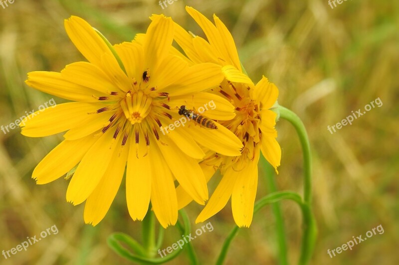 Hawkweed Yellow Hawkweed Composites Asteraceae Pilosella Aurantiaca