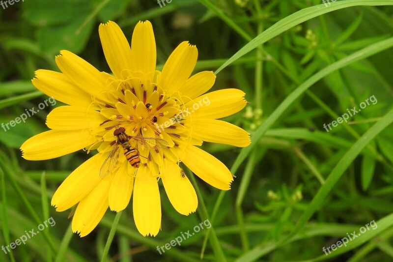 Hawkweed Yellow Hawkweed Composites Asteraceae Pilosella Aurantiaca