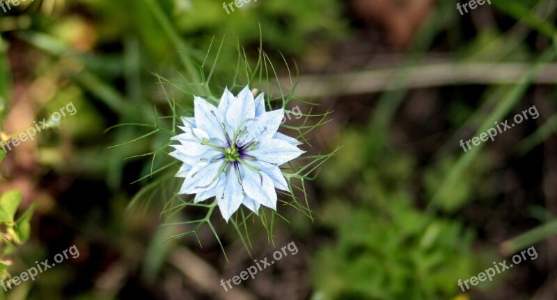 Cornflower Flower Blue Supplies Plant