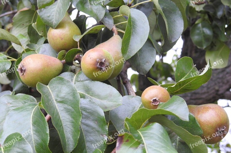 Pear Pear Tree Fruit Fruits Fruit Tree