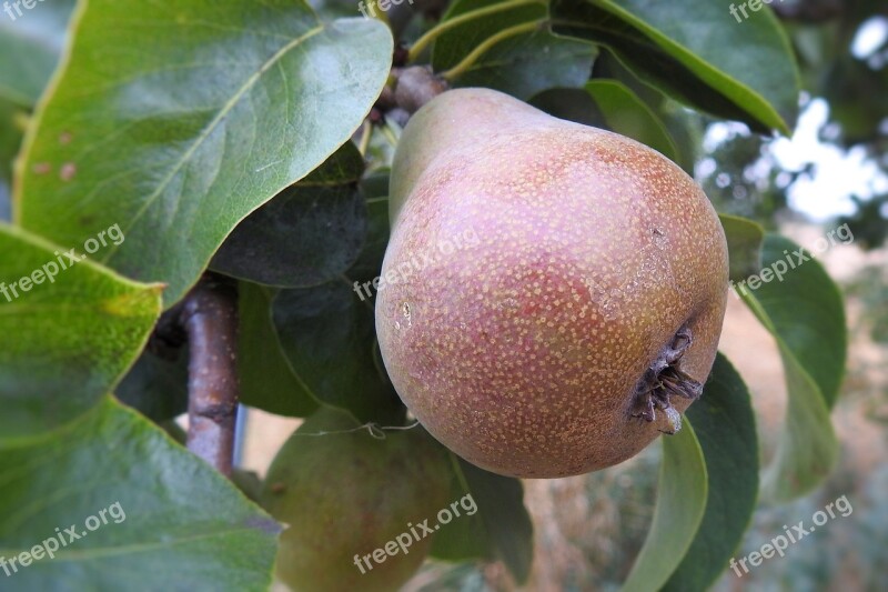 Pear Pear Tree Fruit Fruits Fruit Tree