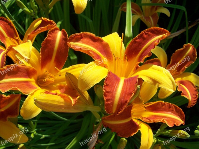 Daylily Flower Garden Summer Flower Free Photos