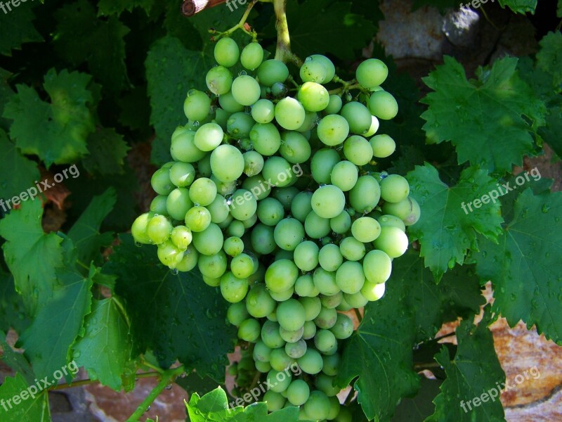 Bunch Of Grapes Green Immature Free Photos