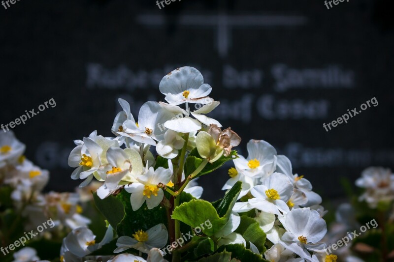 Ice Begonia Grave Cemetery Tombstone Grave Planting