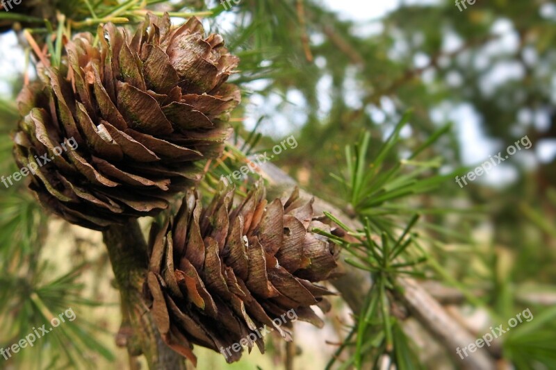 Larch Cones Brown Tap Larch Pine Family Immergrüner Tree