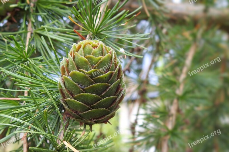 Larch Cones Tap Green Larch Pine Family Immergrüner Tree