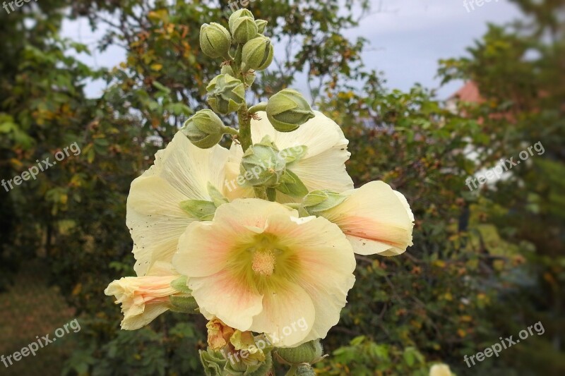 Mallow Hollyhock Flower Stock Rose Yellow Summer