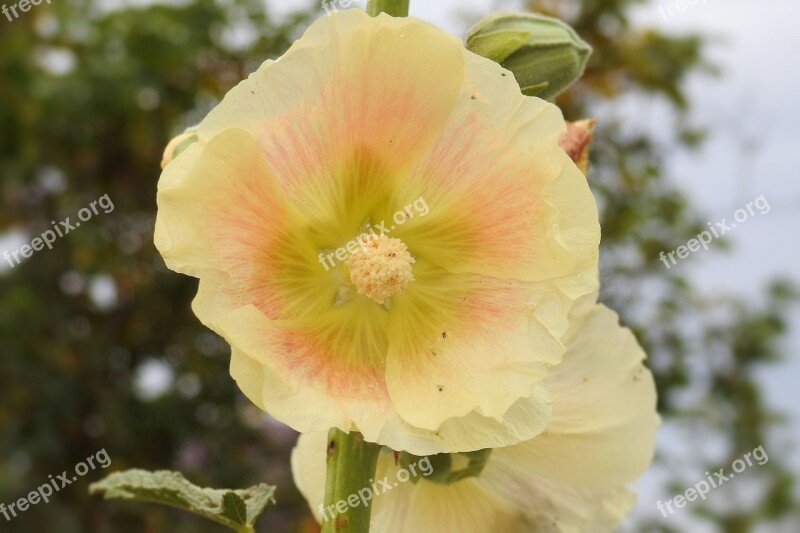 Mallow Hollyhock Flower Stock Rose Yellow Summer