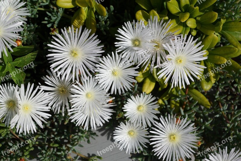 Flower White Aster Plant Nature