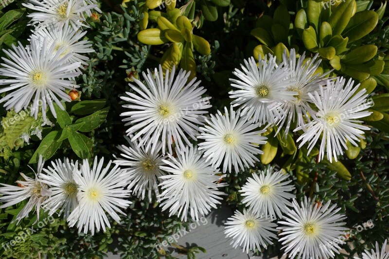 Flower White Aster Plant Nature