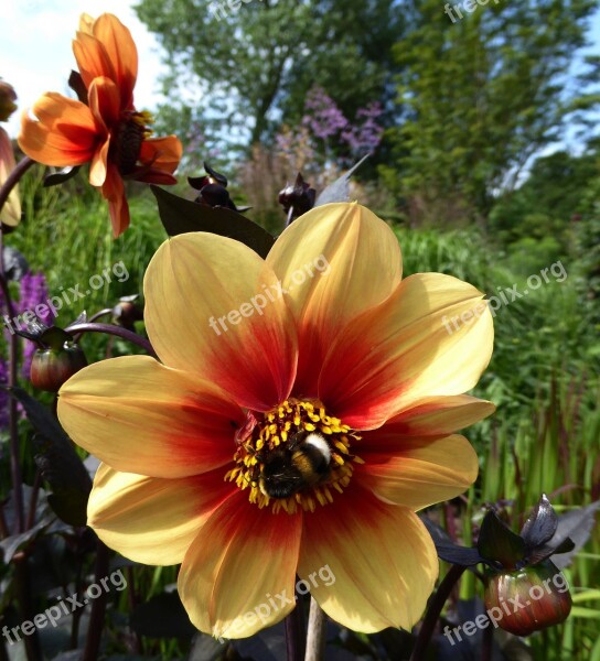 Art Garden Spring Blossom Bloom Closeup Bumblebees Pollination