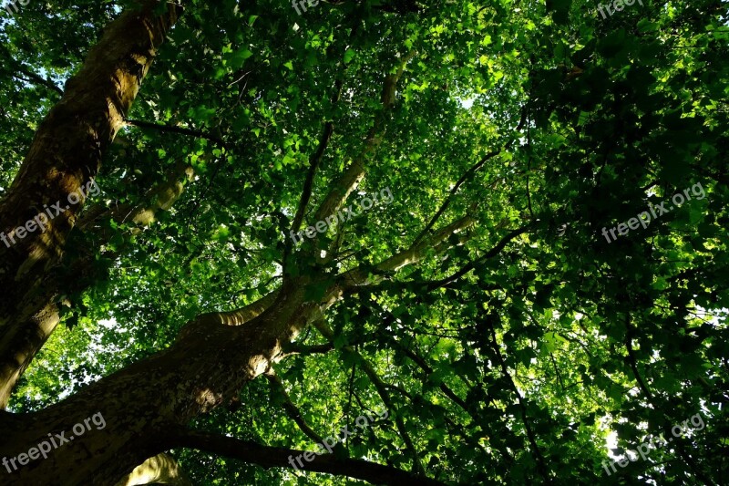 Crown Tree Nature Aesthetic Treetop