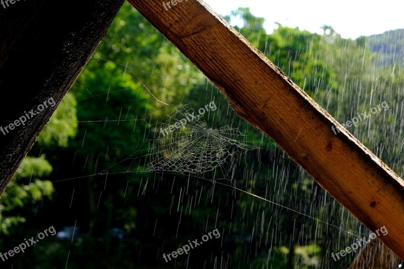 Cobweb Web Spider Nature Case