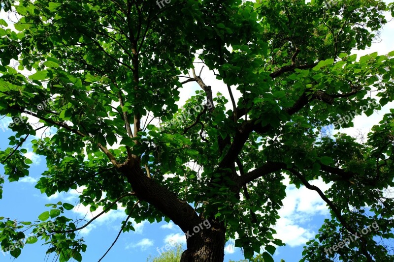 Crown Tree Nature Sky Aesthetic