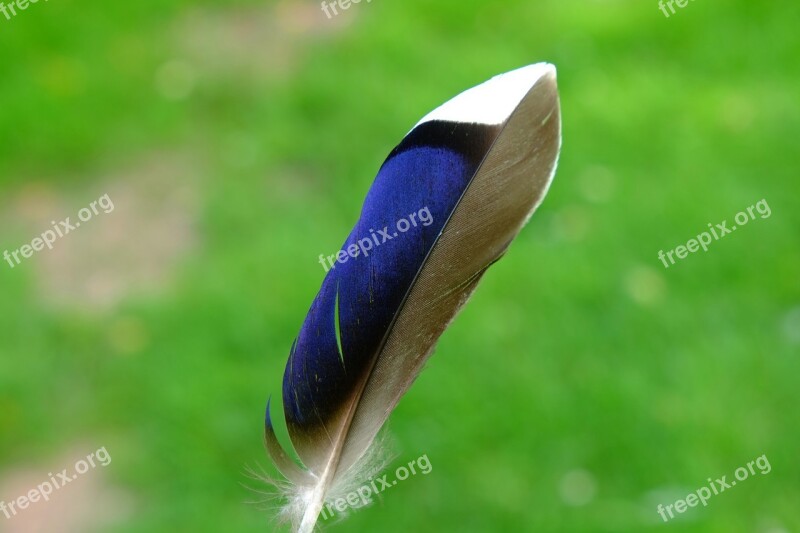 Feather Bird Duck Nature Flying