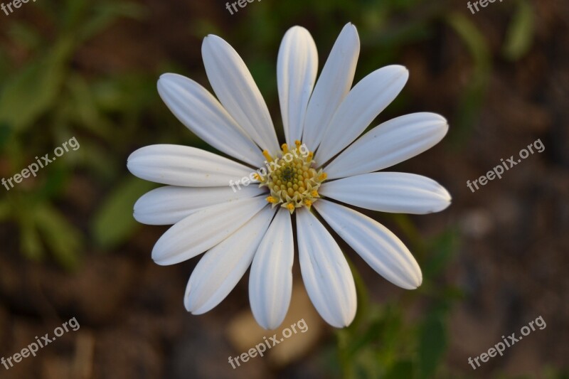 African Daisy Flowers Margaret Wild White Petals Free Photos