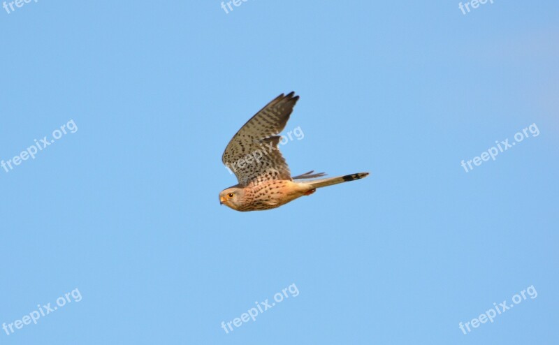 Kestrel Bird Of Prey Bird Wildlife Predator