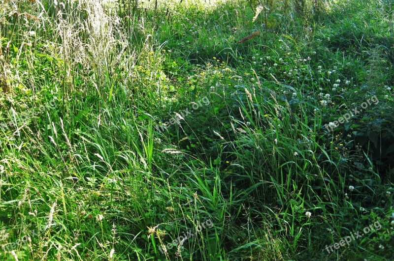 Summer Meadow Wild Meadow Flowering Grass Grasses Green