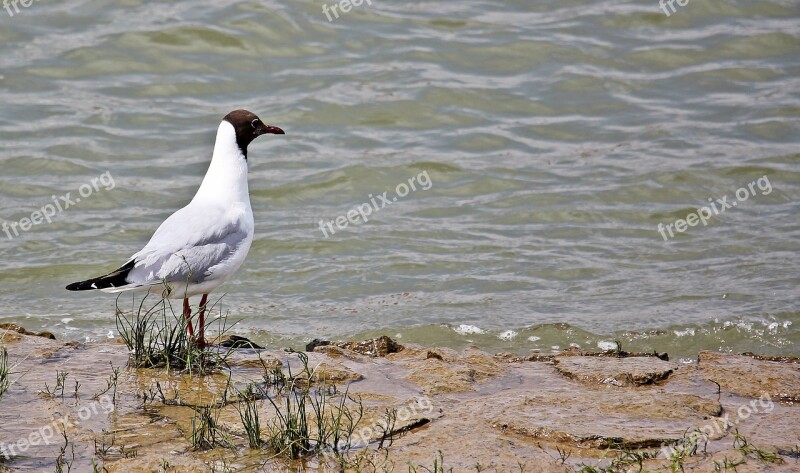 Seagull Bird Glider Pilot Animal Water