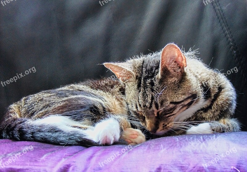 Cat Feline Resting Animal Cute