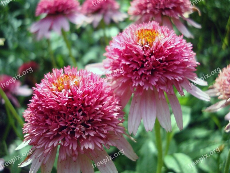 Echinacea Purpurea Pink Double Delight Coneflower Cone