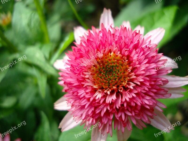 Echinacea Purpurea Pink Double Delight Coneflower Cone