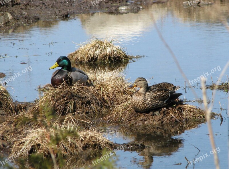 Mallard Anas Platyrhynchos Mating Pair Spring Hogs Back Road