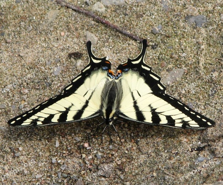 Canadian Tiger Swallowtail Papilio Canadensis Butterfly Moneymore Ontario