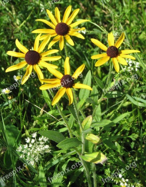 Black-eyed Susan Brown-eyed Susan Brown Betty Yellow Daisy Rudbeckia Hirta