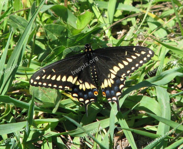 Eastern Black Swallowtail American Black Swallowtail Parsnip Butterfly Papilio Polyxenes Moneymore