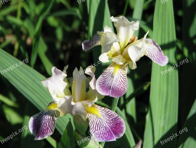 Purple Iris Northern Blue Flag Iris Versicolor Moneymore Ontario