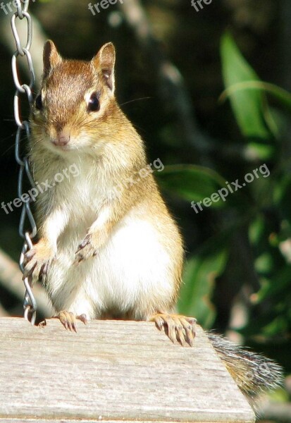 Eastern Chipmunk Tamias Striatus Largest Chipmunk Species Moneymore Ontario