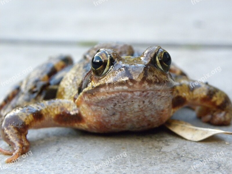 Frog Macro Frog Eyes Free Photos